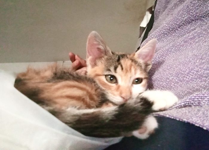 Tora, micina ultra affettuosa