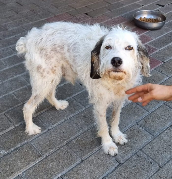BIANCO CERCA UNA FAMIGLIA PER SEMPRE