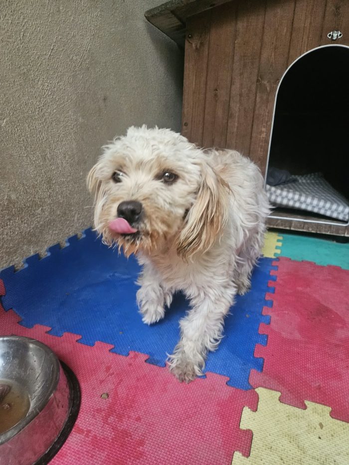 Romina: cucciolotta taglia piccola socievole