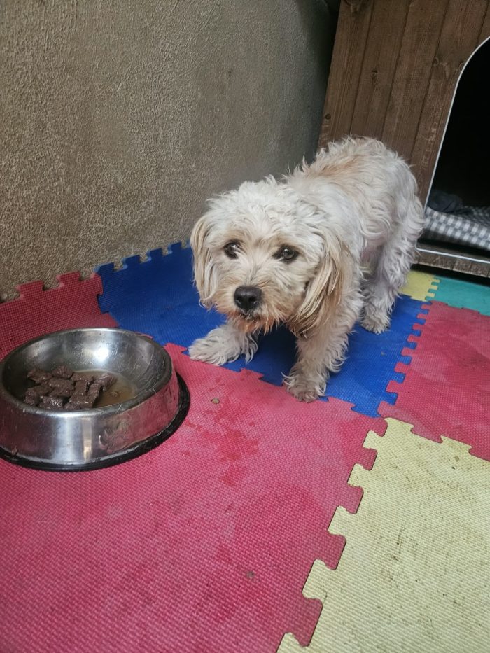 Romina: cucciolotta taglia piccola socievole
