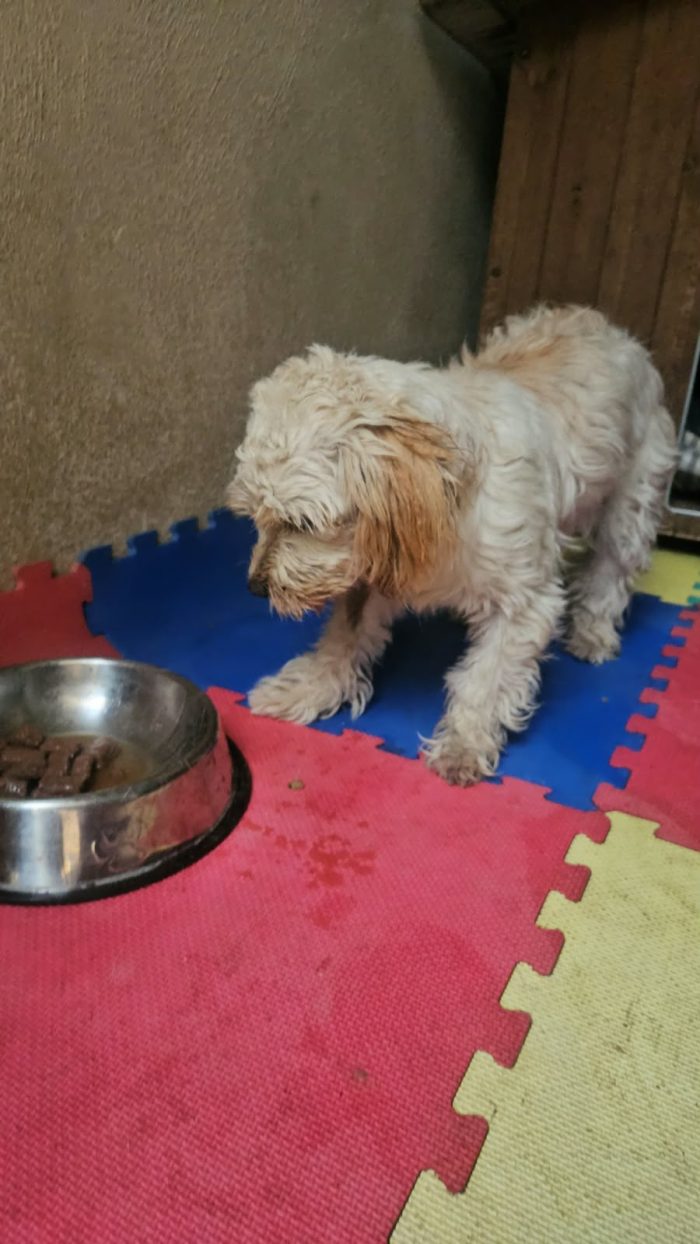 Romina: cucciolotta taglia piccola socievole