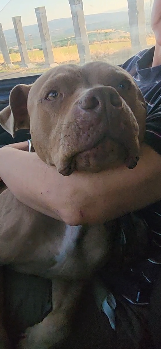 Pitbull Red Nose( o simil)femmina 2/3anni salvata coi cuccioli.COSENZA