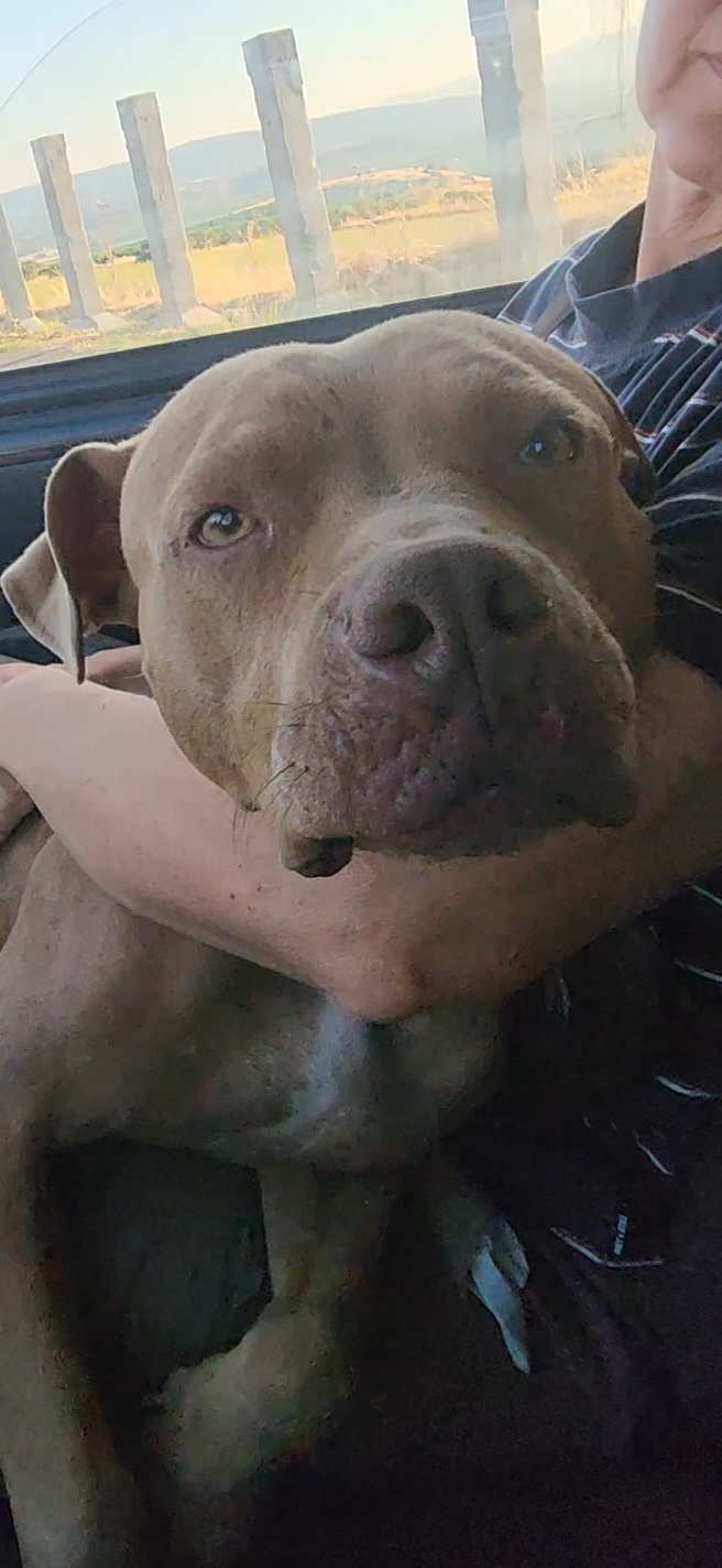 Pitbull Red Nose( o simil)femmina 2/3anni salvata coi cuccioli.COSENZA