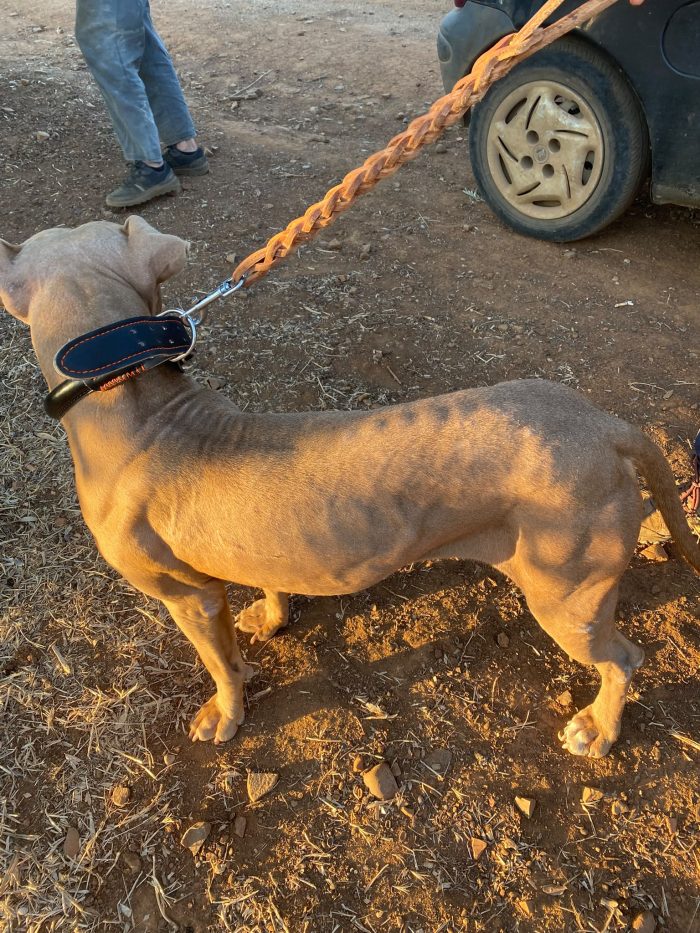 Pitbull Red Nose( o simil)femmina 2/3anni salvata coi cuccioli.COSENZA