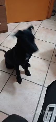 regalo tenero cucciolo