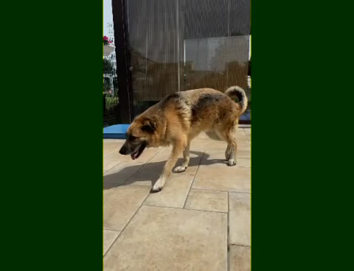 BUBU adozione del cuore per un cane giocoso - media 8