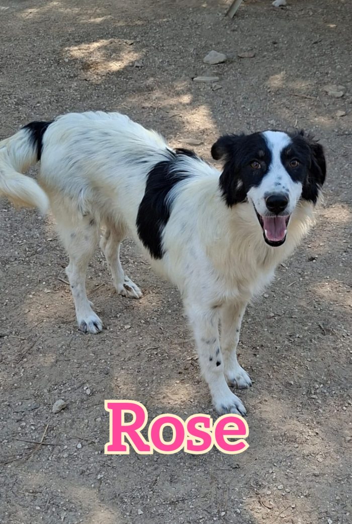 Rose cucciola mix border collie