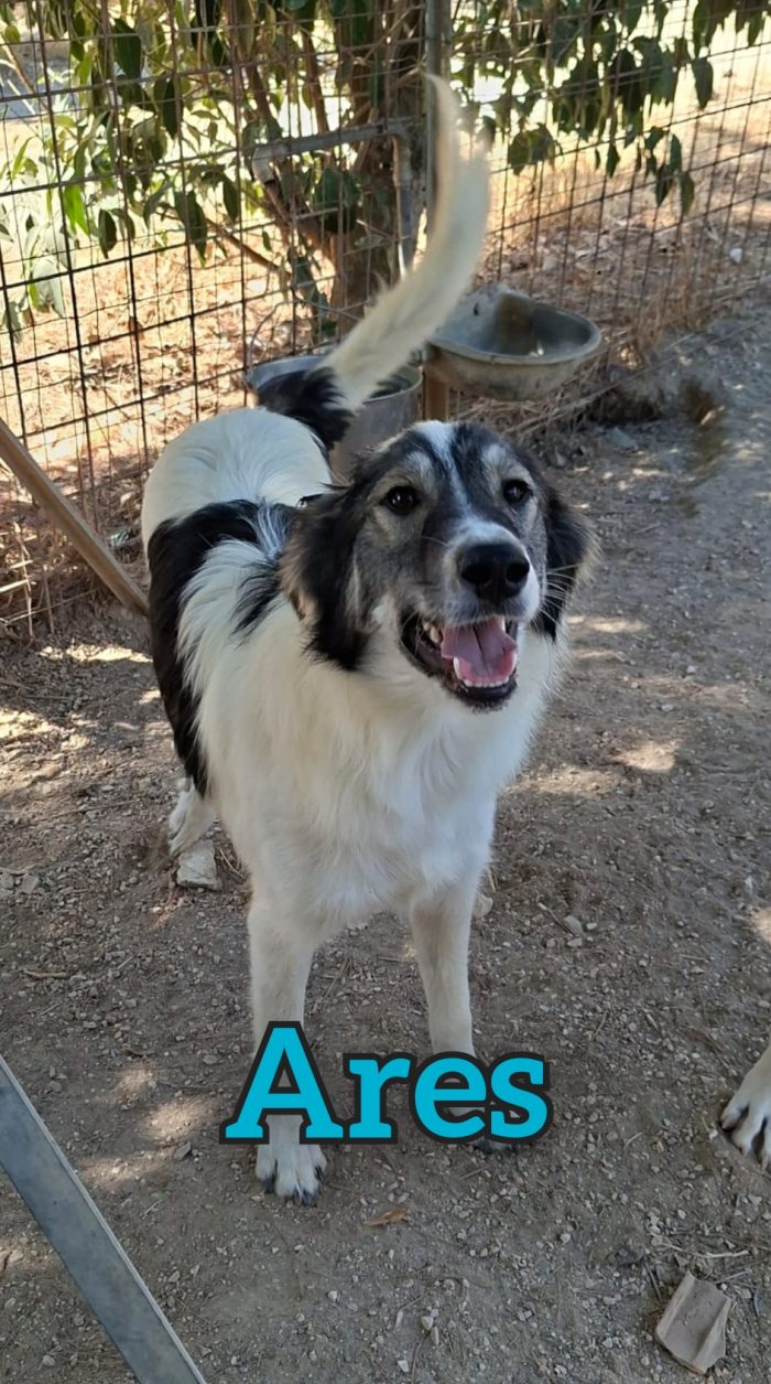 Ares cucciolo mix border collie