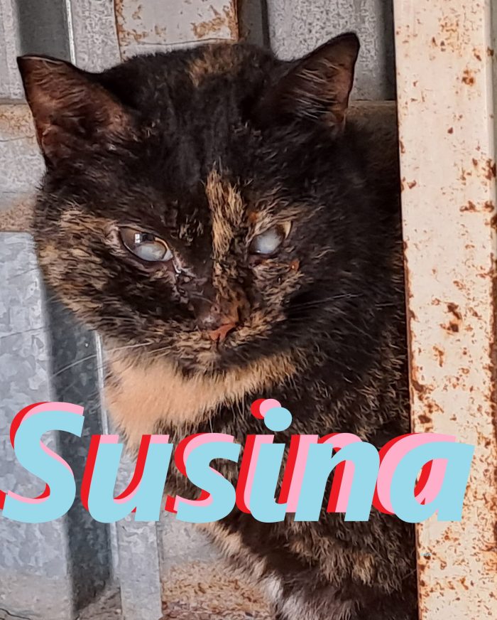 Susina, squamina cieca - adozione del cuore