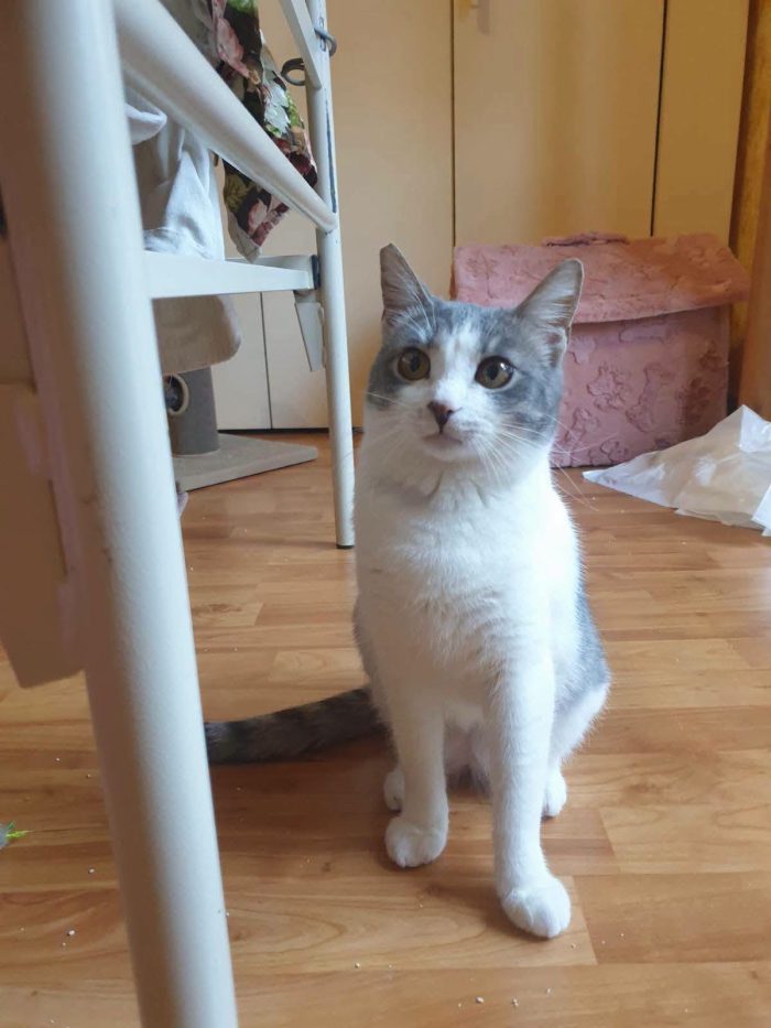 BRIGITTE, dolce gattina in adozione