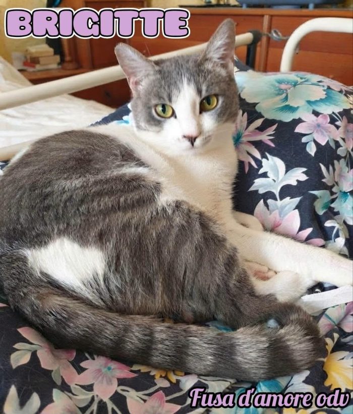 BRIGITTE, dolce gattina in adozione