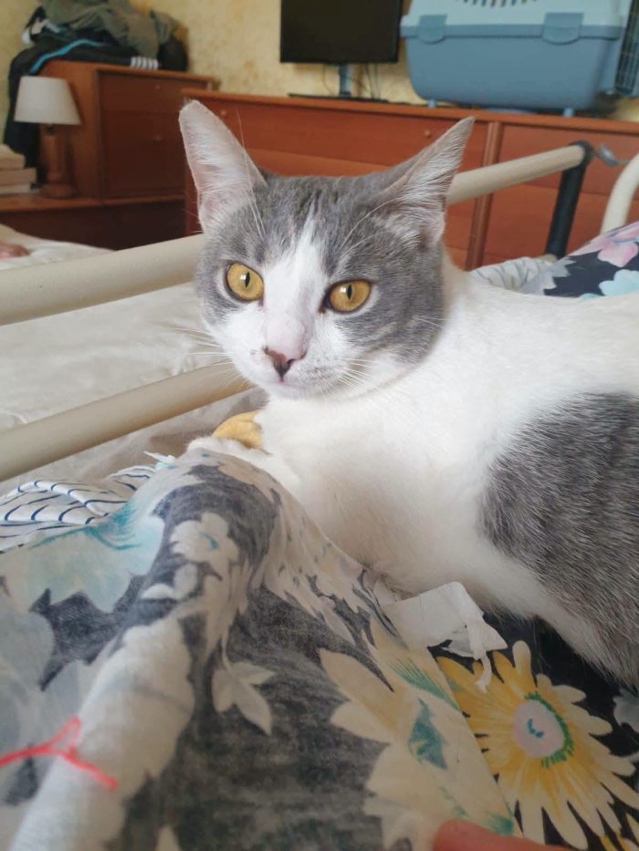BRIGITTE, dolce gattina in adozione - media 4