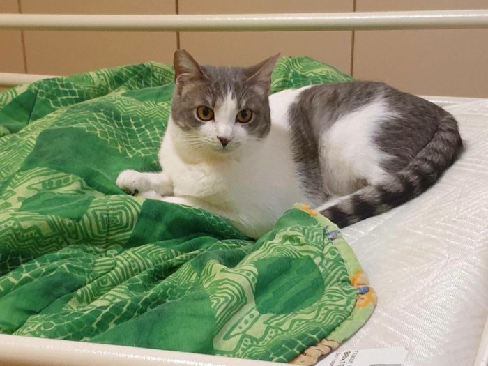 BRIGITTE, dolce gattina in adozione