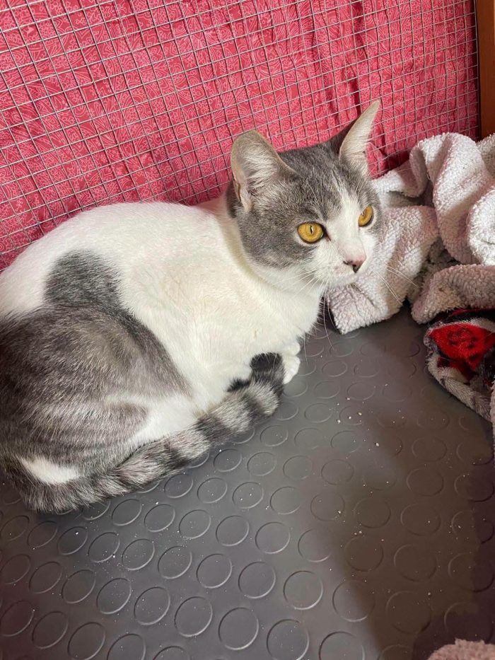 BRIGITTE, dolce gattina in adozione - media 7