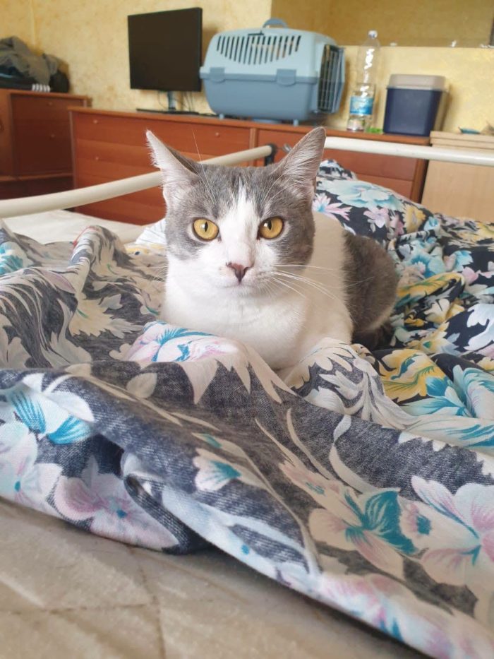 BRIGITTE, dolce gattina in adozione - media 5