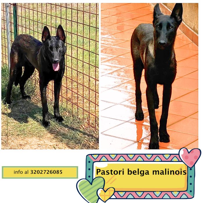 Cash e Hydra pastori belga malinois cercano casa - adozione consapevole