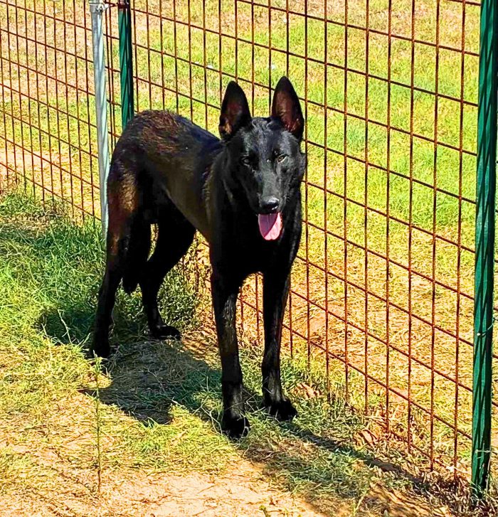 Cash e Hydra pastori belga malinois cercano casa - adozione consapevole - media 4