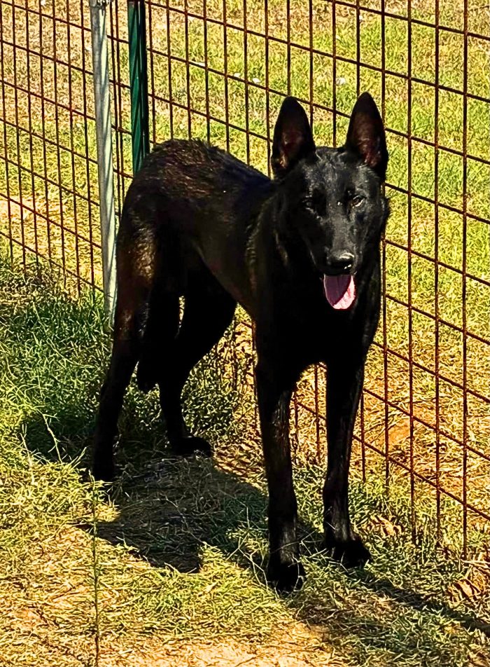Cash e Hydra pastori belga malinois cercano casa - adozione consapevole