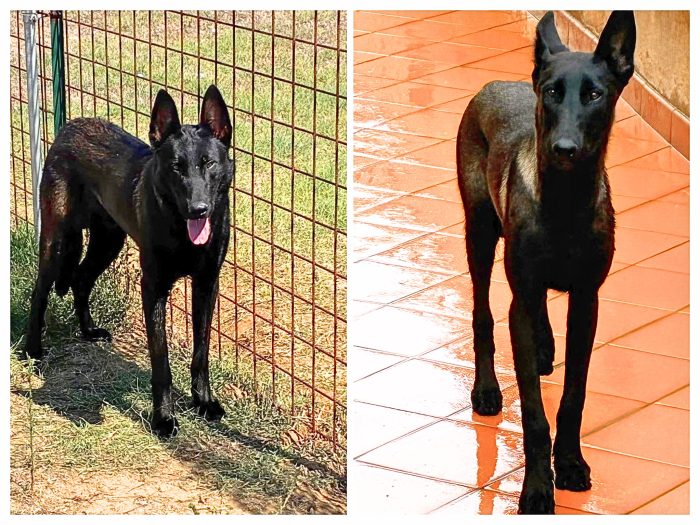 Cash e Hydra pastori belga malinois cercano casa - adozione consapevole