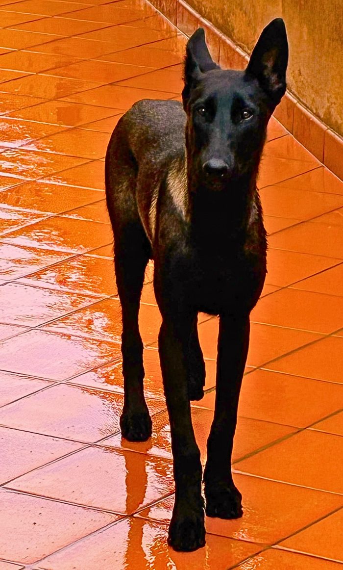 Cash e Hydra pastori belga malinois cercano casa - adozione consapevole - media 6