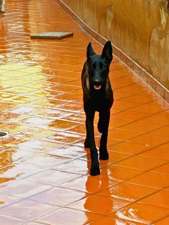 Cash e Hydra pastori belga malinois cercano casa - adozione consapevole - media 5