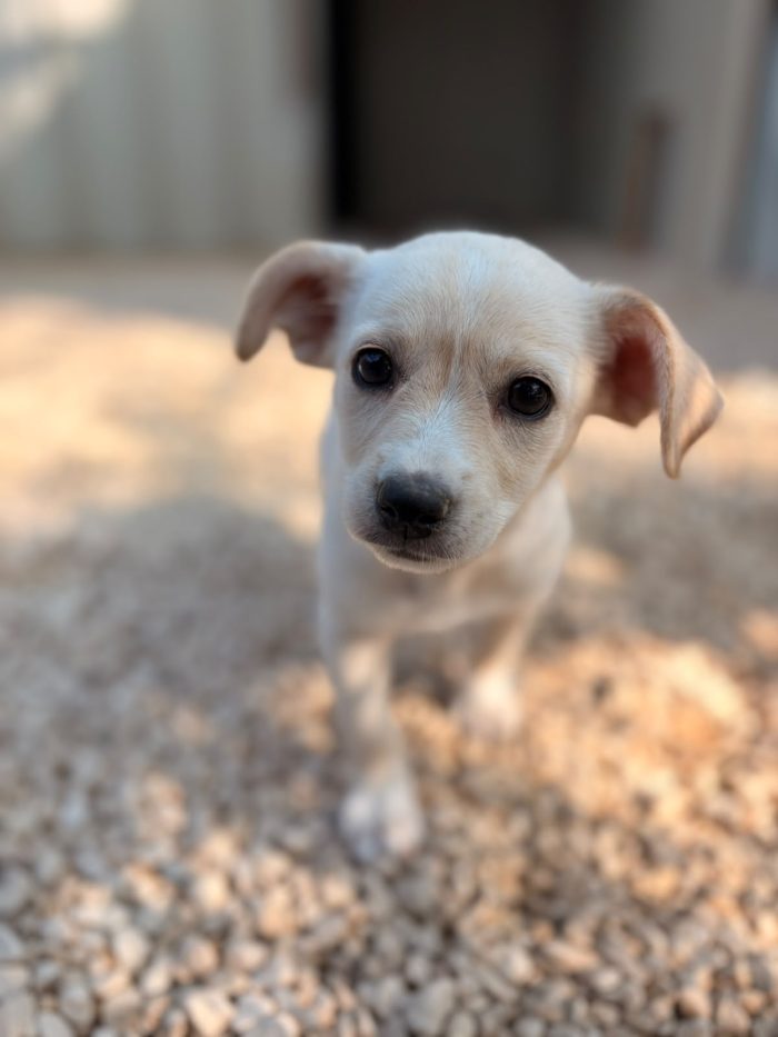 LA TENERA ZOE