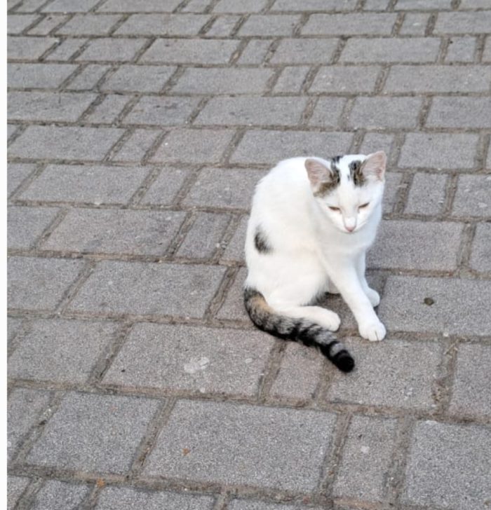 Micina 4/5mesi ULTIMA RIMASTA.VOGHERA PV