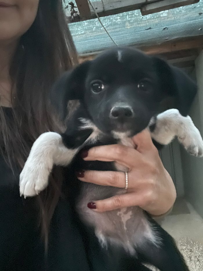 LA PICCOLA KIRA