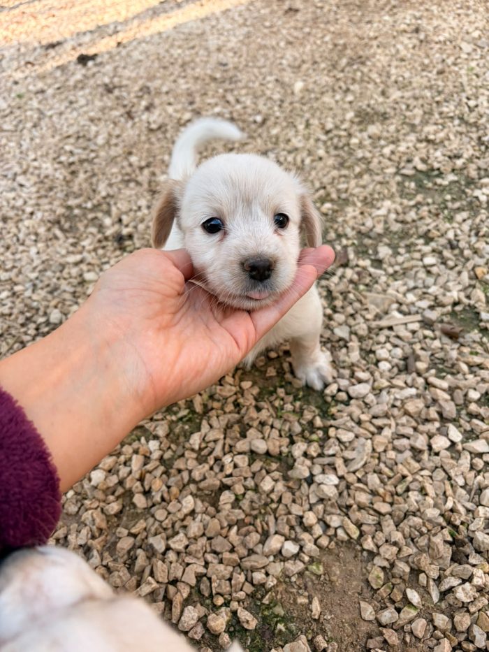 MENTINA E NOCCIOLINA