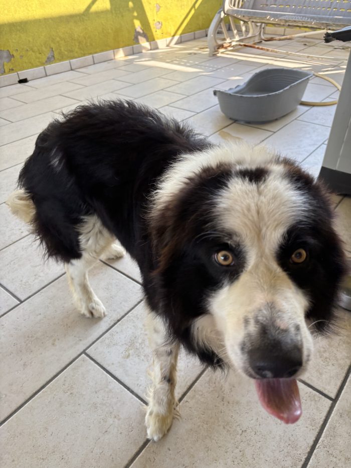 River, un Border collie cerca casa