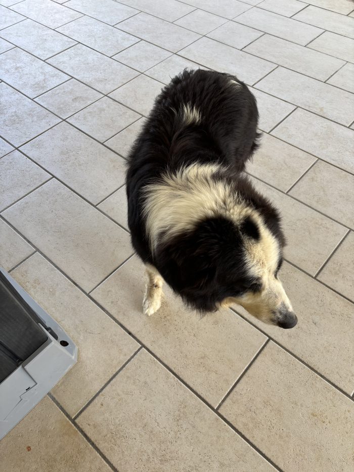 River, un Border collie cerca casa