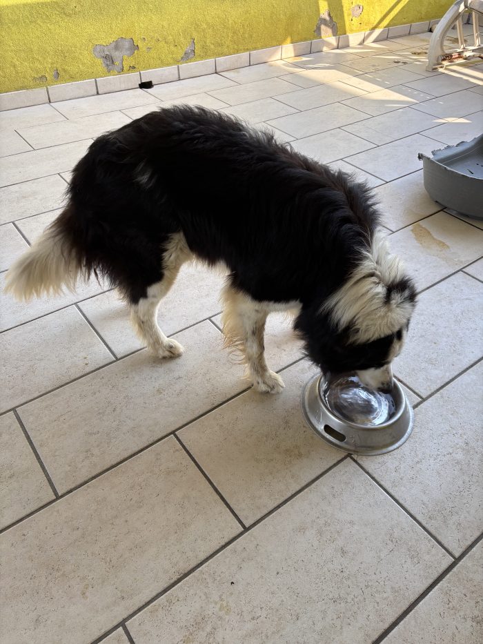 River, un Border collie cerca casa