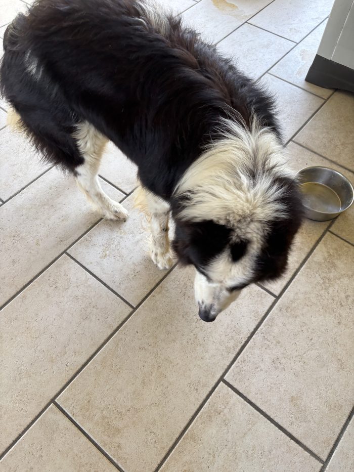 River, un Border collie cerca casa - media 4