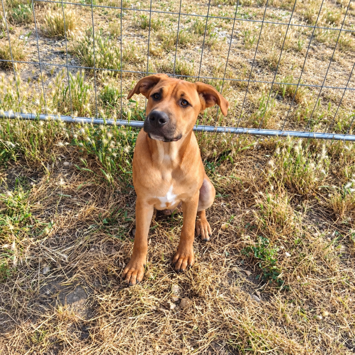 Arturo, mix pitt! (7 mesi)