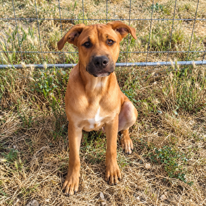 Arturo, mix pitt! (7 mesi)