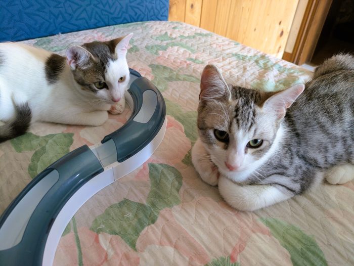Piko & Bok: dalla radura al cuore di una famiglia! 🐾❤️