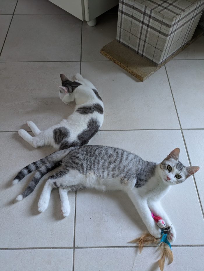 Piko & Bok: dalla radura al cuore di una famiglia! 🐾❤️
