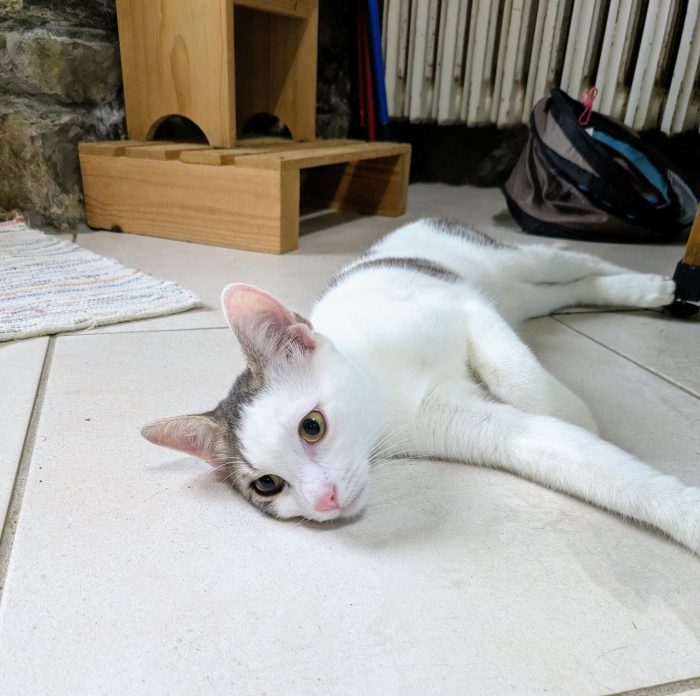 Piko & Bok: dalla radura al cuore di una famiglia! 🐾❤️ - media 4