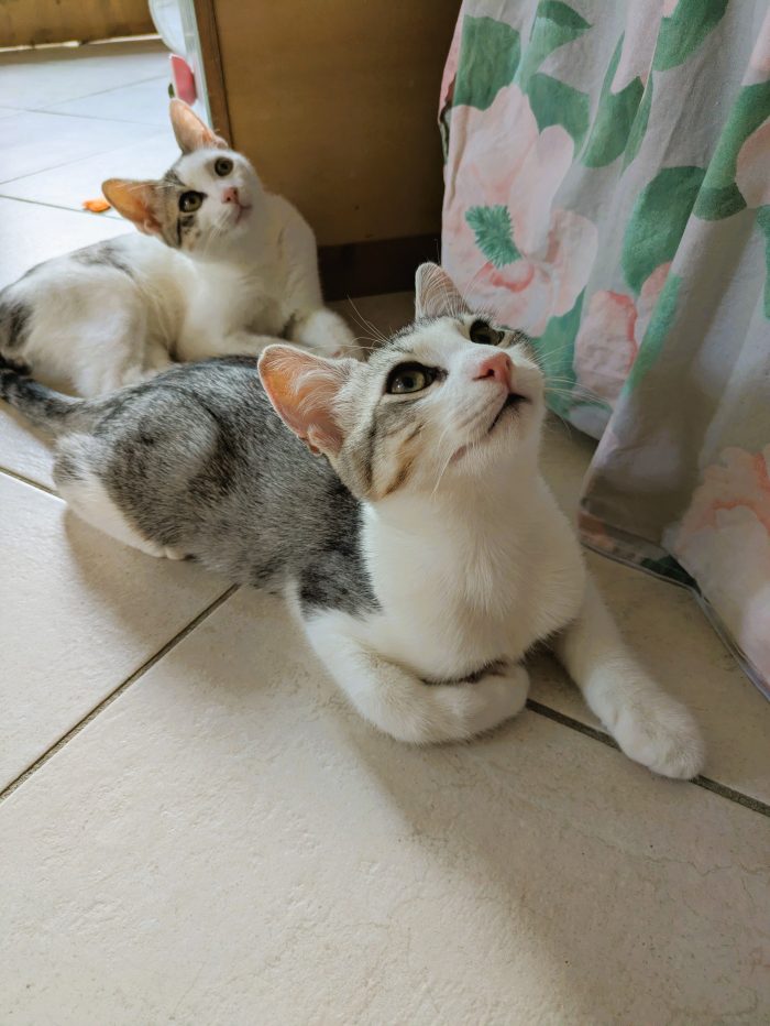 Piko & Bok: dalla radura al cuore di una famiglia! 🐾❤️ - media 9