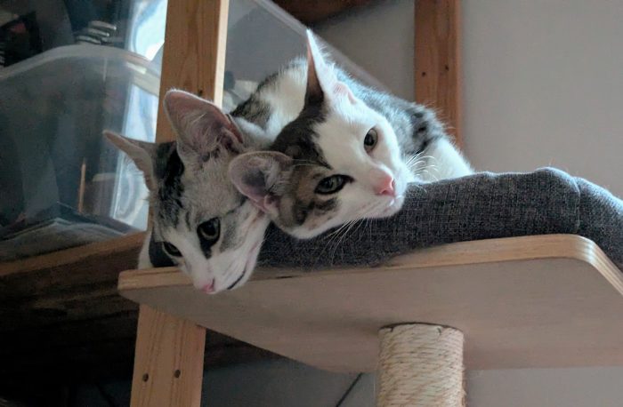 Piko & Bok: dalla radura al cuore di una famiglia! 🐾❤️ - media 8