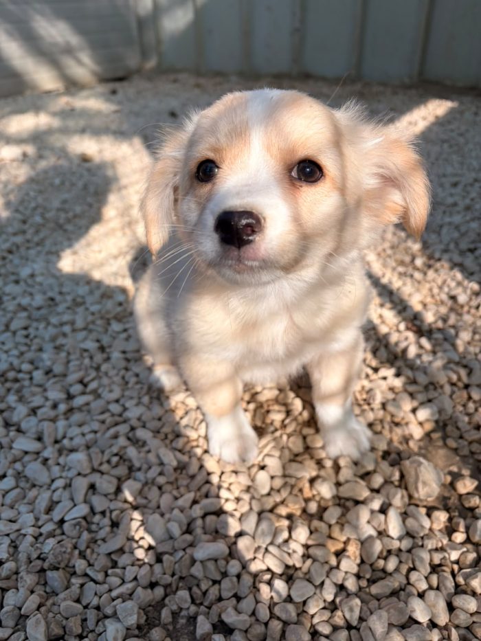 LA DOLCE NINA