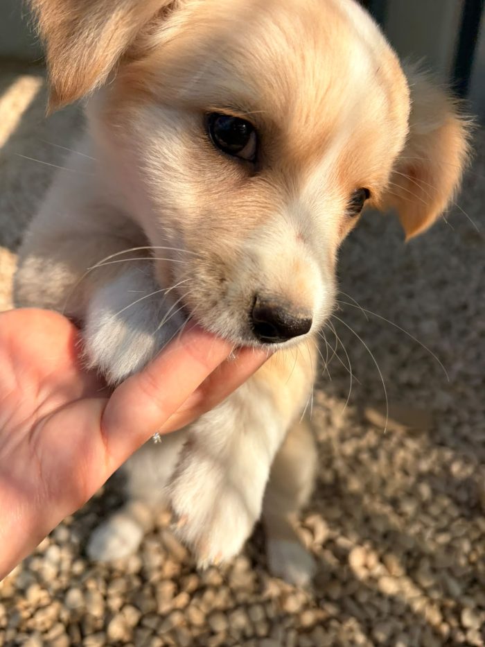 LA DOLCE NINA