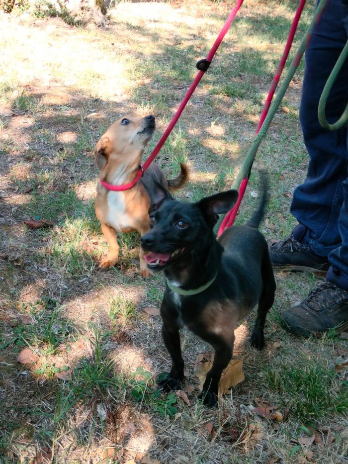 Lia simil pinscher