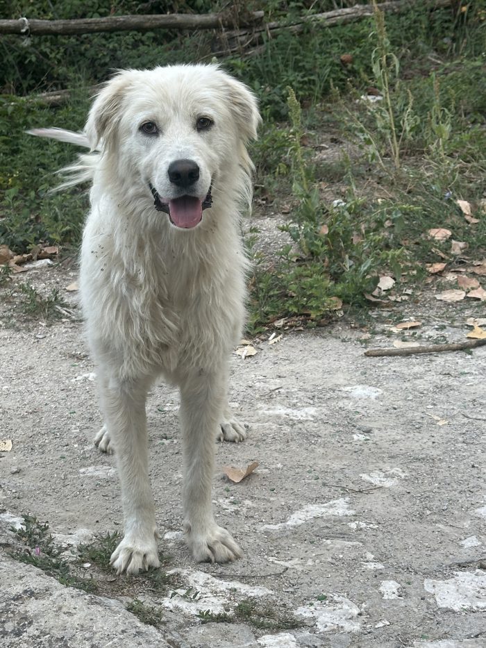 Bianco vive in strada