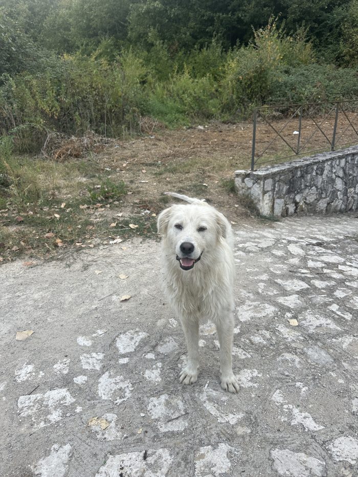 Bianco vive in strada - media 4