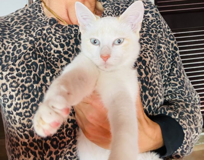 Chicco