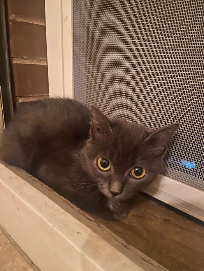 Oscar