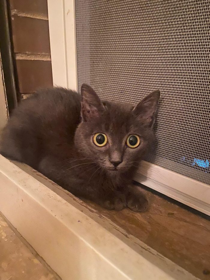 Oscar