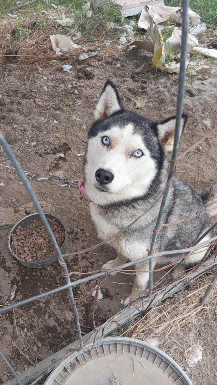 Alaska, husky giovane!