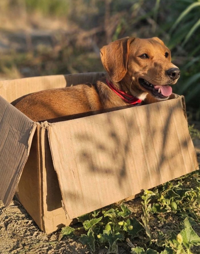ha visto partire i suoi cuccioli ora tocca a lei